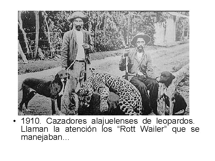  • 1910. Cazadores alajuelenses de leopardos. Llaman la atención los “Rott Wailer” que