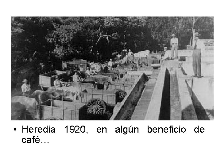  • Heredia 1920, en algún beneficio de café… 