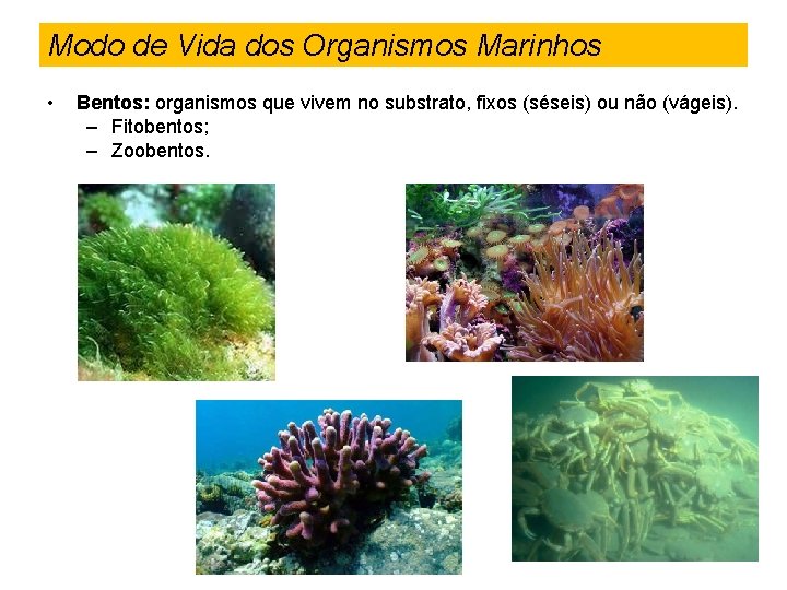 Modo de Vida dos Organismos Marinhos • Bentos: organismos que vivem no substrato, fixos