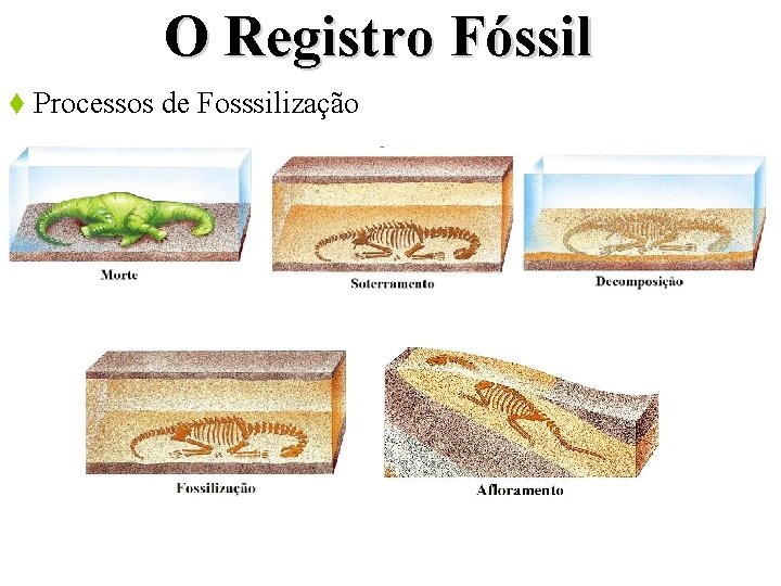 O Registro Fóssil t Processos de Fosssilização 