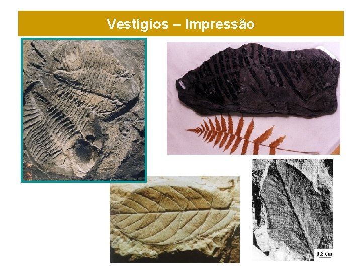 Vestígios – Impressão 