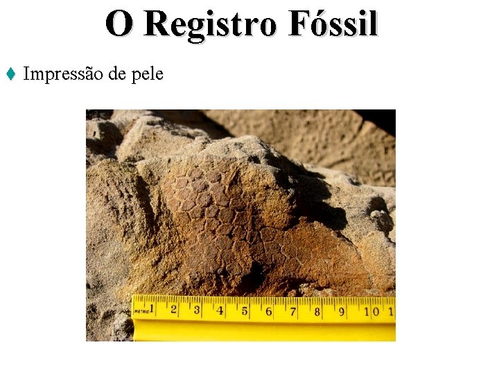 O Registro Fóssil t Impressão de pele 