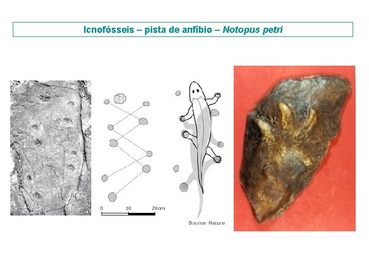 Icnofósseis – pista de anfíbio – Notopus petri 