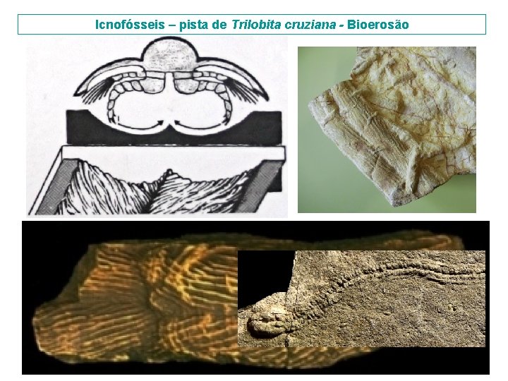 Icnofósseis – pista de Trilobita cruziana - Bioerosão 