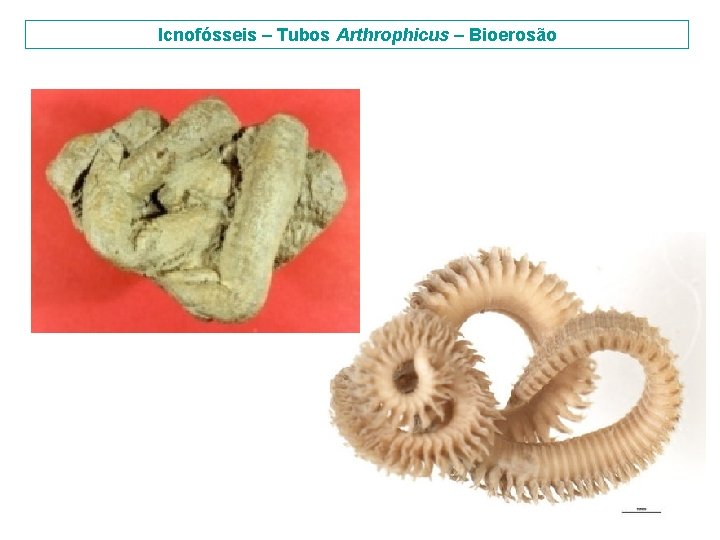 Icnofósseis – Tubos Arthrophicus – Bioerosão 