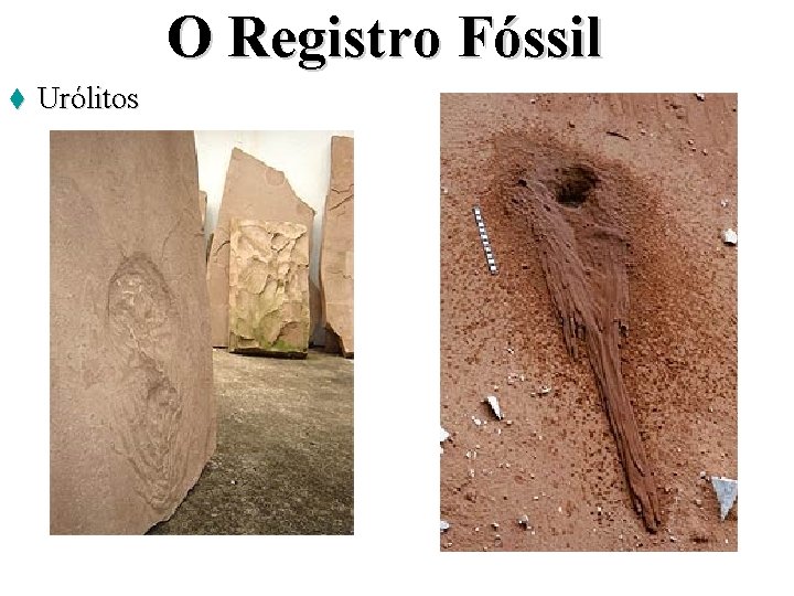 O Registro Fóssil t Urólitos 