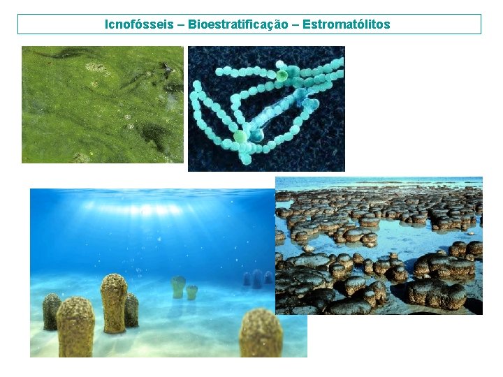 Icnofósseis – Bioestratificação – Estromatólitos 