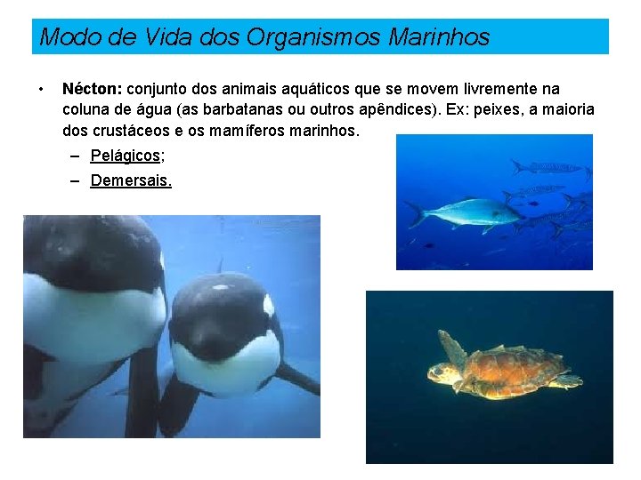 Modo de Vida dos Organismos Marinhos • Nécton: conjunto dos animais aquáticos que se