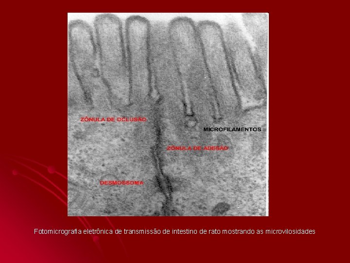Fotomicrografia eletrônica de transmissão de intestino de rato mostrando as microvilosidades Fotomicrografia eletrônica de transmissão de intestino de rato mostrando as microvilosidades