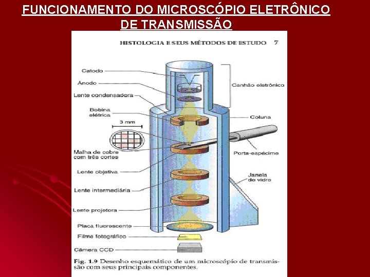 FUNCIONAMENTO DO MICROSCÓPIO ELETRÔNICO DE TRANSMISSÃO FUNCIONAMENTO DO MICROSCÓPIO ELETRÔNICO DE TRANSMISSÃO