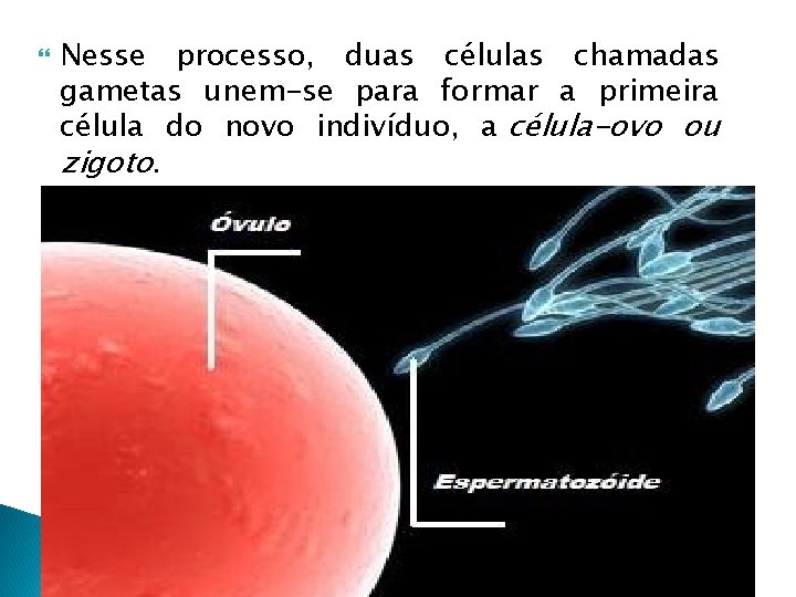  Nesse processo, duas células chamadas gametas unem-se para formar a primeira célula do