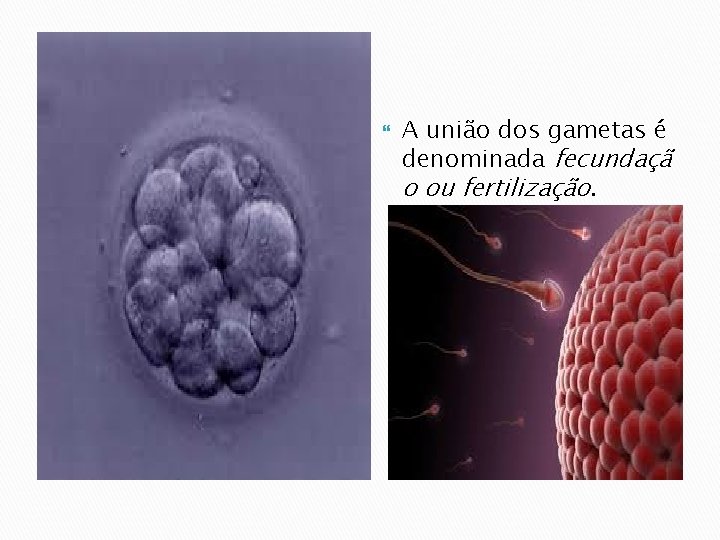  A união dos gametas é denominada fecundaçã o ou fertilização. 