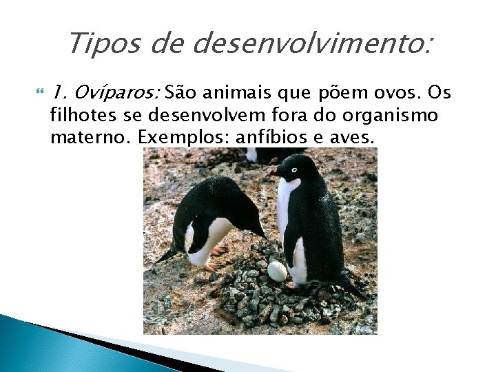 Tipos de desenvolvimento: 1. Ovíparos: São animais que põem ovos. Os filhotes se desenvolvem