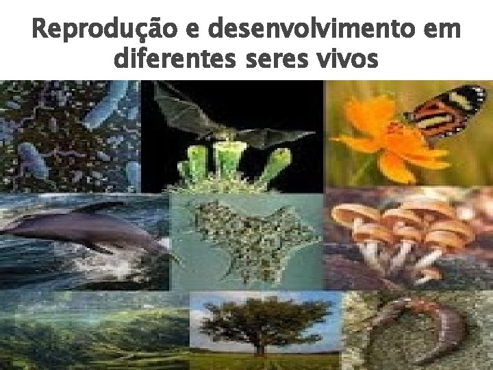 Reprodução e desenvolvimento em diferentes seres vivos 