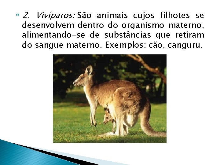  2. Vivíparos: São animais cujos filhotes se desenvolvem dentro do organismo materno, alimentando-se