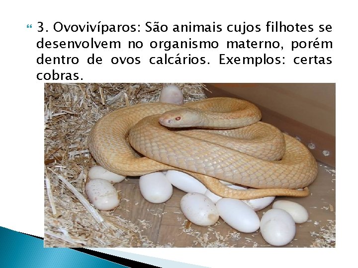  3. Ovovivíparos: São animais cujos filhotes se desenvolvem no organismo materno, porém dentro