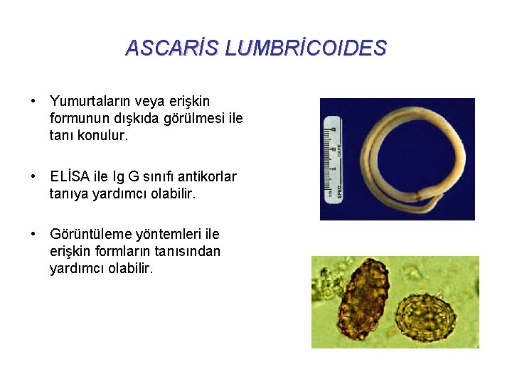 ASCARİS LUMBRİCOIDES • Yumurtaların veya erişkin formunun dışkıda görülmesi ile tanı konulur. • ELİSA