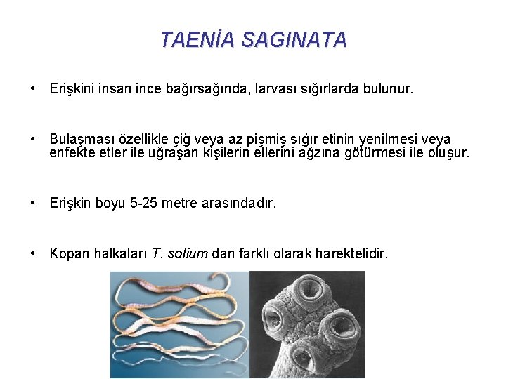 TAENİA SAGINATA • Erişkini insan ince bağırsağında, larvası sığırlarda bulunur. • Bulaşması özellikle çiğ