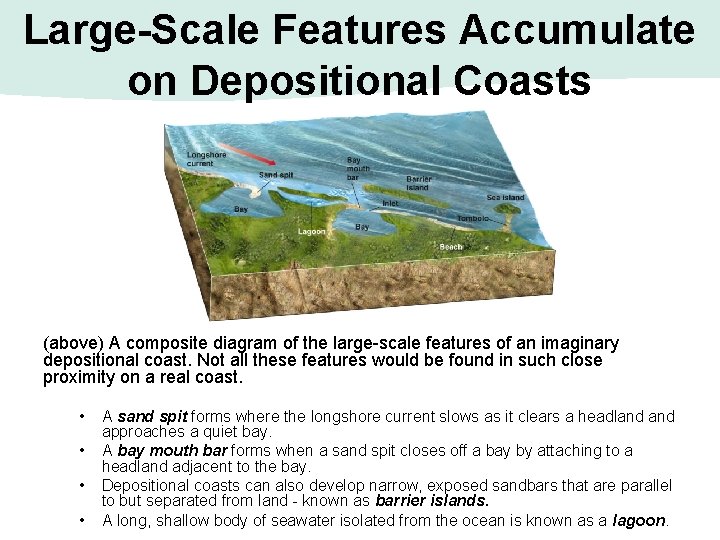 Large-Scale Features Accumulate on Depositional Coasts (above) A composite diagram of the large-scale features