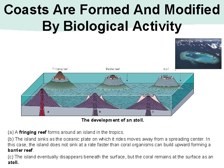 Coasts Are Formed And Modified By Biological Activity The development of an atoll. (a)