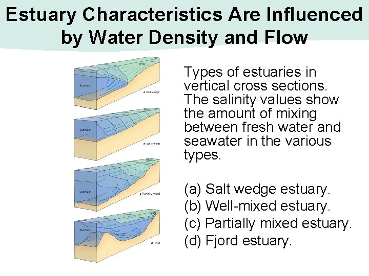 Estuary Characteristics Are Influenced by Water Density and Flow Types of estuaries in vertical