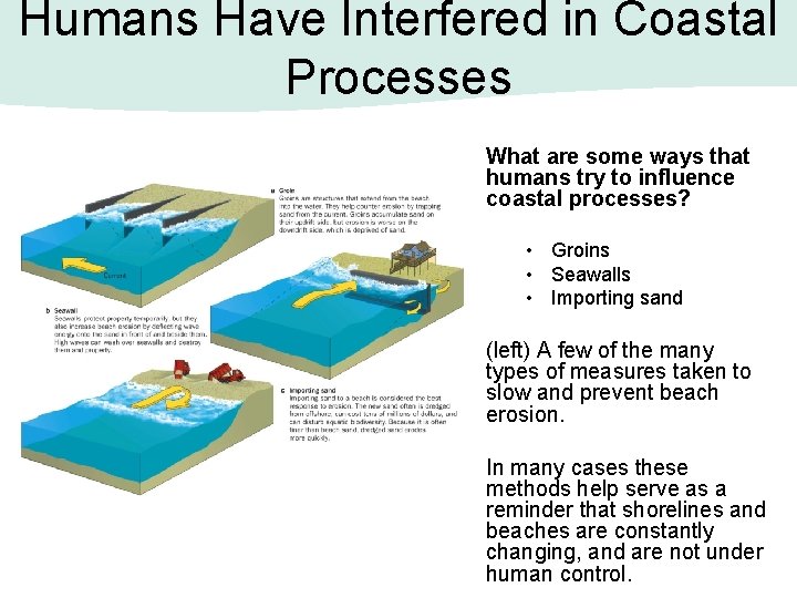 Humans Have Interfered in Coastal Processes What are some ways that humans try to