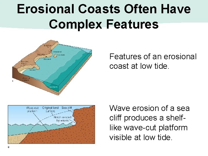 Erosional Coasts Often Have Complex Features of an erosional coast at low tide. Wave