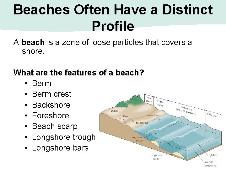 Beaches Often Have a Distinct Profile A beach is a zone of loose particles