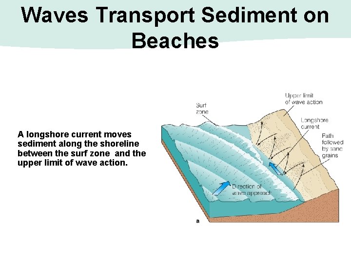 Waves Transport Sediment on Beaches A longshore current moves sediment along the shoreline between