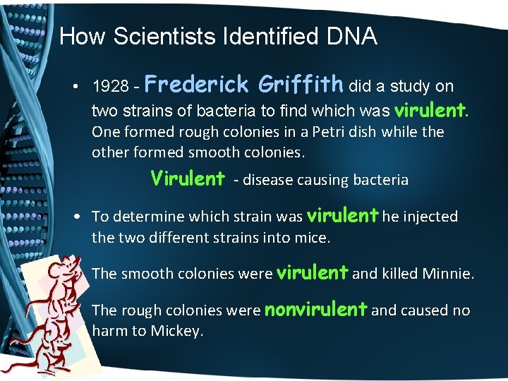 How Scientists Identified DNA • 1928 - Frederick Griffith did a study on two