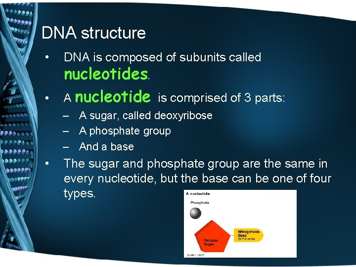 DNA structure • • DNA is composed of subunits called nucleotides. A nucleotide is