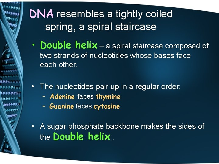 DNA resembles a tightly coiled spring, a spiral staircase • Double helix – a