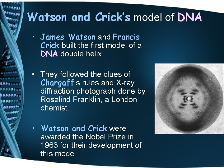 Watson and Crick’s model of DNA • James Watson and Francis Crick built the