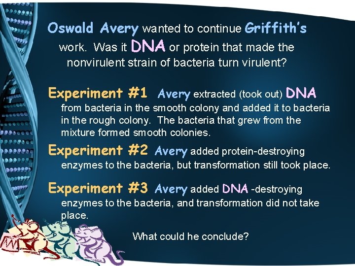 Oswald Avery wanted to continue Griffith’s work. Was it DNA or protein that made