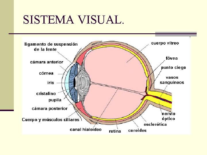 SISTEMA VISUAL. 