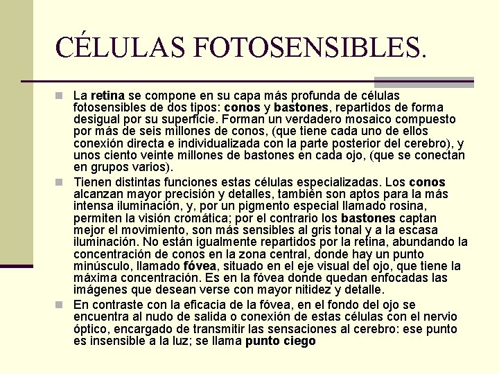 CÉLULAS FOTOSENSIBLES. n La retina se compone en su capa más profunda de células