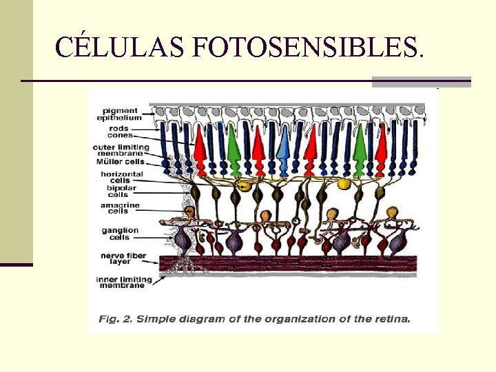 CÉLULAS FOTOSENSIBLES. 