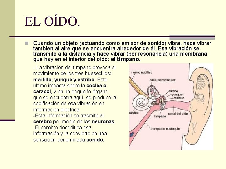EL OÍDO. n Cuando un objeto (actuando como emisor de sonido) vibra, hace vibrar