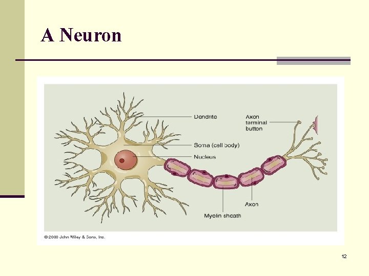 A Neuron 12 