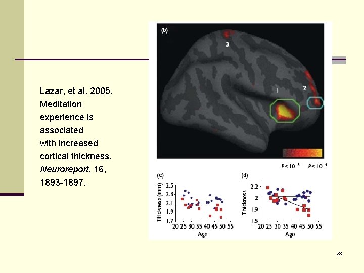 Lazar, et al. 2005. Meditation experience is associated with increased cortical thickness. Neuroreport, 16,