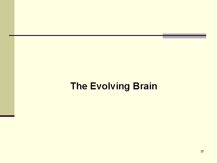 The Evolving Brain 37 