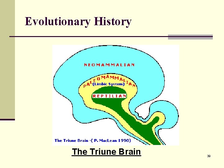 Evolutionary History The Triune Brain 39 