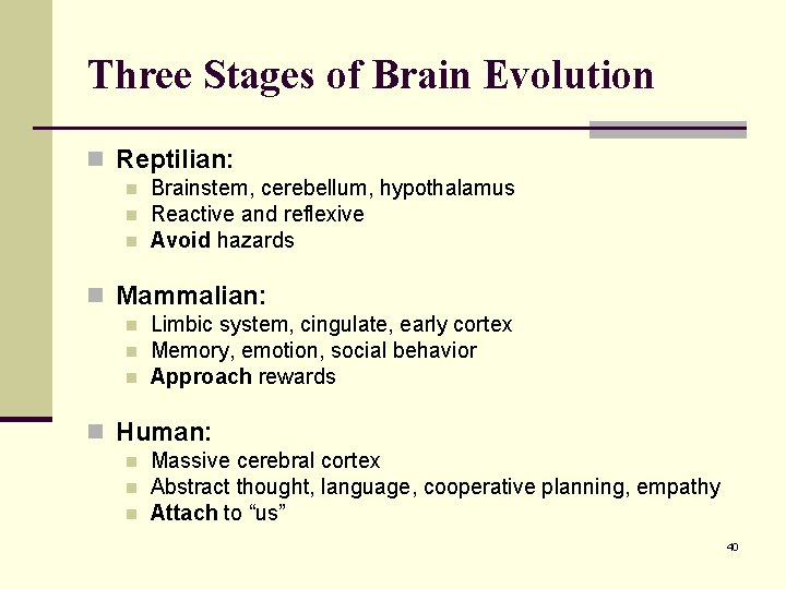 Three Stages of Brain Evolution n Reptilian: n n n Brainstem, cerebellum, hypothalamus Reactive