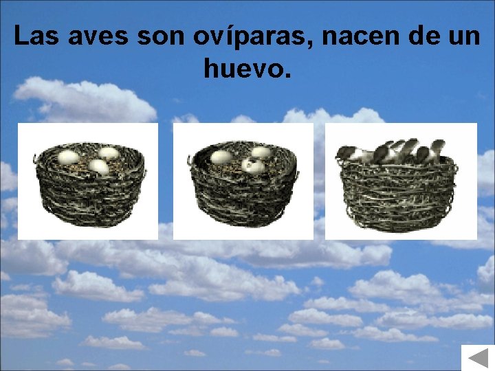 Las aves son ovíparas, nacen de un huevo. 