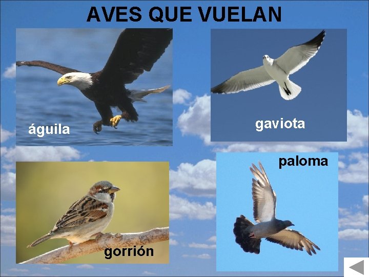 AVES QUE VUELAN gaviota águila paloma gorrión 