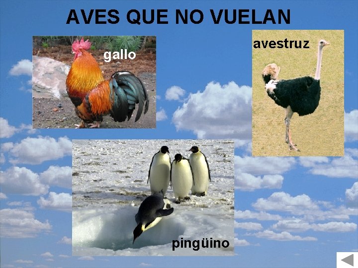 AVES QUE NO VUELAN avestruz gallo pingüino 