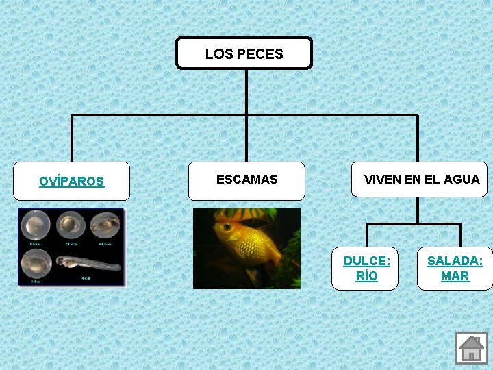 LOS PECES OVÍPAROS ESCAMAS VIVEN EN EL AGUA DULCE: RÍO SALADA: MAR 