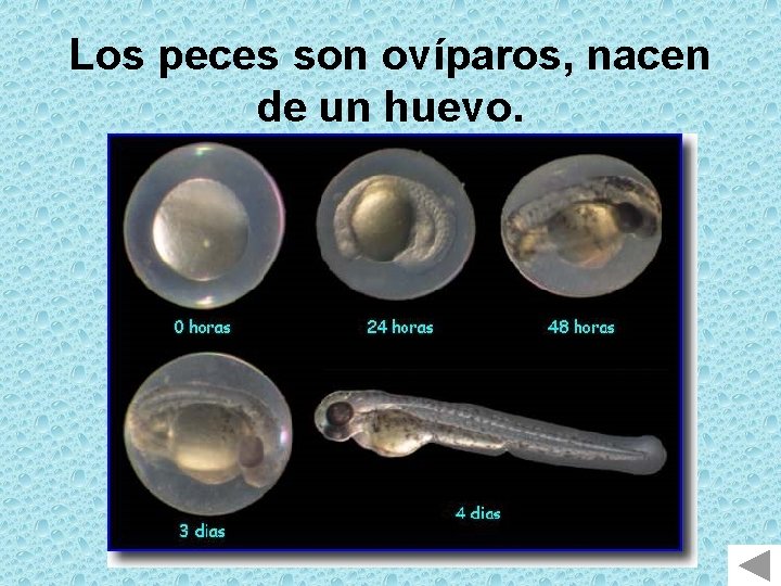 Los peces son ovíparos, nacen de un huevo. 