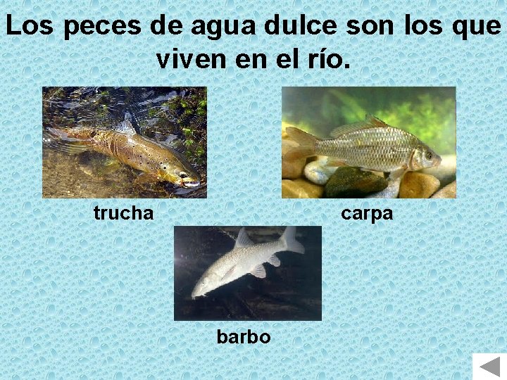 Los peces de agua dulce son los que viven en el río. trucha carpa