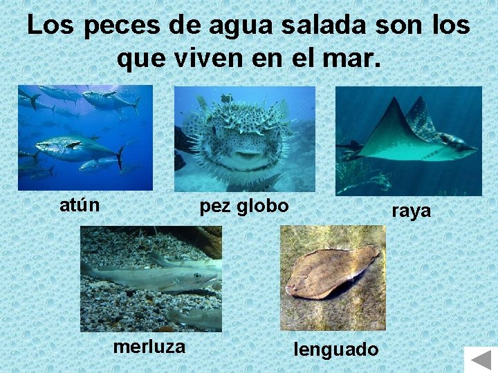 Los peces de agua salada son los que viven en el mar. atún pez